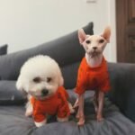 Cotton Print Lightweight Fabric Sphynx Cat Clothes - Image 5