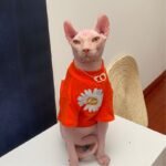 Cotton Print Lightweight Fabric Sphynx Cat Clothes - Image 12