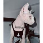 Cotton Print Breathable Sphynx Cat Clothes - Image 5