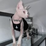 Cotton Print Breathable Sphynx Cat Clothes - Image 4