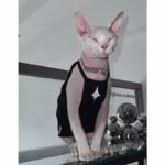 Cotton Print Breathable Sphynx Cat Clothes