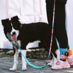 Multi-Use Hands-Free Dog Leash | Shock-Absorbing Bungee Leash with Dual Padded Handles for Large Dogs - Image 9