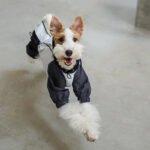 Polyester Raincoat Outdoor Greyhound Clothes - Image 10