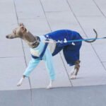 Cotton Pants Outdoor Greyhound Clothes - Image 4