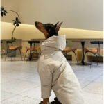 Minimalist Trench Coat - Waterproof Padded Outerwear for Big Dogs