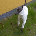 White Cotton-Blend Dog Jumpsuit - Warm Four-Legged Turtleneck for Italian Greyhounds - Image 2