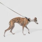 Multi-Use Hands-Free Leash & No-Pull Vest | No-Pull Dog Training Set with Hands-Free Bungee Leash - Image 9