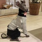 Two-Tone Fleece Lined Dog Jumpsuit - Warm Four-Legged Pajamas for Italian Greyhounds