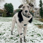 Cotton Pullover design Windproof Greyhound Clothes