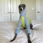Cotton Color-block With hood Greyhound Clothes