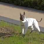 White Cotton-Blend Dog Jumpsuit - Warm Four-Legged Turtleneck for Italian Greyhounds - Image 3