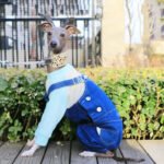 Cotton Pants Outdoor Greyhound Clothes - Image 5