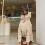 Minimalist Trench Coat - Waterproof Padded Outerwear for Big Dogs - Image 2