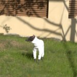 White Cotton-Blend Dog Jumpsuit - Warm Four-Legged Turtleneck for Italian Greyhounds - Image 4