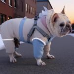 Dog Snowsuit | Full Body Four-Legged Jumpsuit, Warm Winter Pet Coat for Cold Weather - Image 4