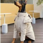 Minimalist Trench Coat - Waterproof Padded Outerwear for Big Dogs - Image 4