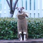 Warm Fleece Onesies Jumpsuit with Bunny Hood Italian Greyhound & Whippet Winter Outfit - Image 4