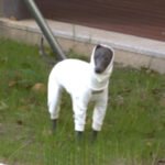 White Cotton-Blend Dog Jumpsuit - Warm Four-Legged Turtleneck for Italian Greyhounds