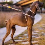 Adjustable Dog Leash | Heavy Duty Nylon Walking Leash with Adjustable Length (86-136cm) for Medium Large Dogs - Image 14