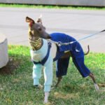 Cotton Pants Outdoor Greyhound Clothes - Image 6
