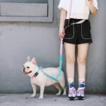 Multi-Use Hands-Free Dog Leash | Shock-Absorbing Bungee Leash with Dual Padded Handles for Large Dogs - Image 10