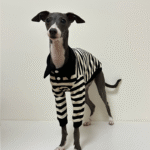 Striped Cotton Knit Dog Polo Shirt - Casual Sweater Tee for Italian Greyhounds & Small Whippets - Image 13