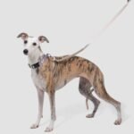 Multi-Use Hands-Free Leash & No-Pull Vest | No-Pull Dog Training Set with Hands-Free Bungee Leash - Image 6