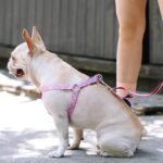 Adjustable Dog Leash | Heavy Duty Nylon Walking Leash with Adjustable Length (86-136cm) for Medium Large Dogs - Image 13