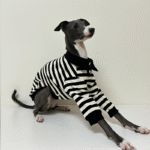 Striped Cotton Knit Dog Polo Shirt - Casual Sweater Tee for Italian Greyhounds & Small Whippets - Image 14