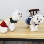 Fleece Dog Jacket | Warm Winter Dog Coat with Back Zipper, Color-Block Padded Pet Vest for Cold Weather - Image 4