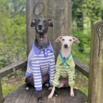 Striped Cotton Knit Dog Polo Shirt - Casual Sweater Tee for Italian Greyhounds & Small Whippets