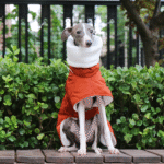 Cotton High Neck Windproof Greyhound Clothes - Image 2