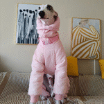 Cotton Pullover design Windproof Greyhound Clothes - Image 10