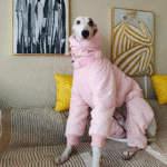 Cotton Pullover design Windproof Greyhound Clothes - Image 9