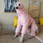 Cotton Pullover design Windproof Greyhound Clothes - Image 8