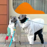 Ultra-Warm Puffer Jacket - Heavyweight Winter Coat for Italian Greyhounds & Large Deep-Chested Dogs