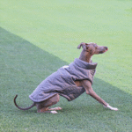 Cotton Vest Outdoor Greyhound Clothes - Image 2