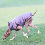 Cotton Vest Outdoor Greyhound Clothes - Image 3