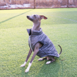 Cotton Vest Outdoor Greyhound Clothes