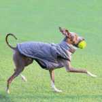 Cotton Vest Outdoor Greyhound Clothes - Image 5