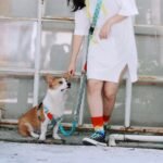 Multi-Use Hands-Free Dog Leash | Shock-Absorbing Bungee Leash with Dual Padded Handles for Large Dogs - Image 8