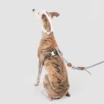 Round Rope Dog Harness | Lightweight Adjustable Y-Harness with Padded Chest & Secure Lock Buckle - Image 4