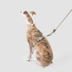 Round Rope Dog Harness | Lightweight Adjustable Y-Harness with Padded Chest & Secure Lock Buckle - Image 5