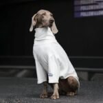 Checkered Fleece Vest - High-Warmth Pullover for Big Dogs & Fashionable Small Breeds - Image 7