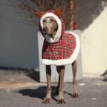 Reindeer Plaid Cape - Festive Christmas Coat with Hood for All Dog Sizes - Image 2