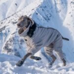 Arctic Puffer Snow Suit - Extreme Four-Leg Thermal Coverage for Big Dogs & Winter Expeditions