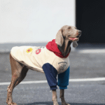 Padded Big Dog Hoodie - Color Block Winter Sweatshirt for Labs, Pitbulls, and Large Breeds