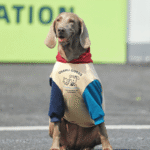 Padded Big Dog Hoodie - Color Block Winter Sweatshirt for Labs, Pitbulls, and Large Breeds - Image 2