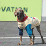 Padded Big Dog Hoodie - Color Block Winter Sweatshirt for Labs, Pitbulls, and Large Breeds - Image 3