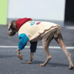 Padded Big Dog Hoodie - Color Block Winter Sweatshirt for Labs, Pitbulls, and Large Breeds - Image 4